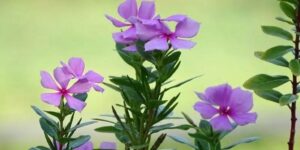 featured-image