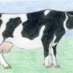 Cara Menggambar Sapi dengan Pensil: Panduan Langkah demi Langkah