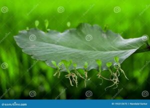 featured-image
