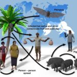 Cara Penularan Virus Nipah: Bahaya Tersembunyi