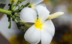 featured-image