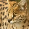 Kucing Serval: Pesona Predator Afrika dengan Bulu Mirip Harimau dan Cheetah 9 Kucing Serval: Pesona Predator Afrika dengan Bulu Mirip Harimau dan Cheetah