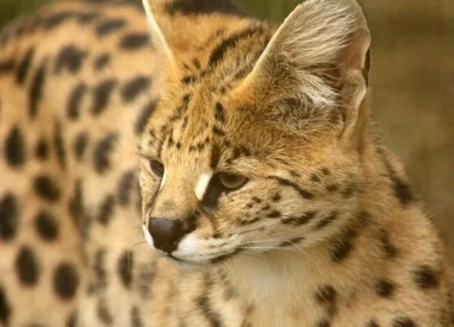 Kucing Serval: Pesona Predator Afrika dengan Bulu Mirip Harimau dan Cheetah