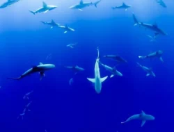 Home 22 featured-image