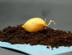 Terungkap! Kacang Arab Siap Jadi Tanaman Pertama di Bulan, Rahasia Kolonisasi Antariksa?