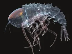 Menguak Misteri Samudra Terdalam: Hewan-Hewan ‘Alien’ Penghuni Jurang Neraka!