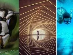 Tak Percaya Ini Foto HP? Pemenang Mobile Photography Awards 2025 Bikin Dunia Gempar!