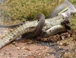 TERKUAK! Detik-detik Piton Raksasa Telan Buaya 2 Meter HIDUP-HIDUP di Australia!