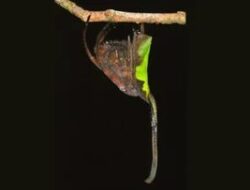 Rahasia Laba-laba Poltys: Ahli Menyamar Jadi Daun Kering, Bikin Kamu Terkejut!