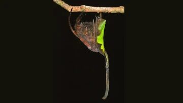 Rahasia Laba-laba Poltys: Ahli Menyamar Jadi Daun Kering, Bikin Kamu Terkejut! 8 Rahasia Laba-laba Poltys: Ahli Menyamar Jadi Daun Kering, Bikin Kamu Terkejut!