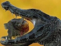 TERUNGKAP! Detik-Detik Paling Gila yang Terekam Kamera: Rahasia di Balik Foto Viral!