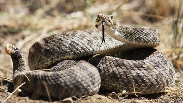 Terbongkar! Sarang Ular Raksasa di Colorado, Rumah Ratusan Predator Berbisa!