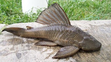 Terungkap! Musuh Rahasia Ikan Sapu-Sapu yang Bikin Geger, Kok Gak Ada di Indonesia?