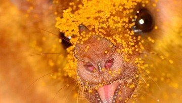 Terbongkar! 8 Kelelawar Paling Aneh & Menggemaskan Ini Bikin Kamu Auto Kagum Maksimal!