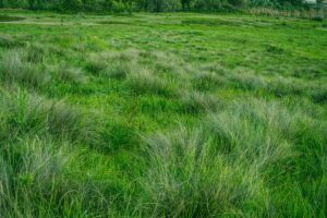 featured-image