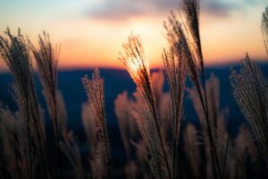 featured-image