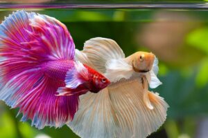 featured-image