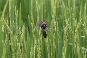 featured-image