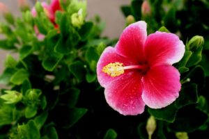 featured-image