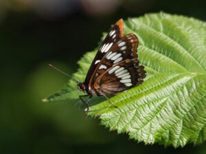 featured-image