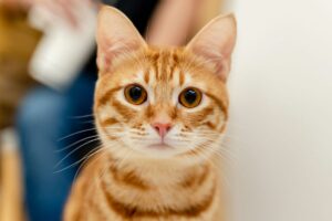 featured-image