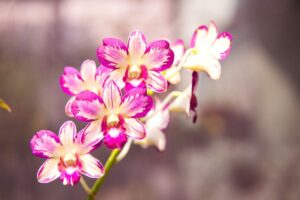 featured-image