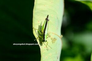 featured-image