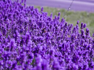 featured-image