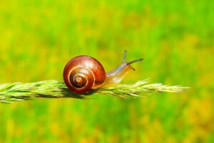 featured-image