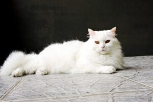 featured-image