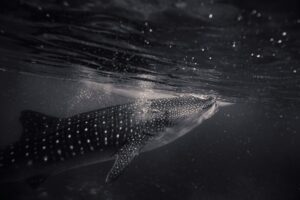 featured-image