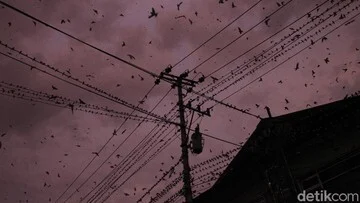 Mustahil! Burung Ini Terbang 10 Bulan Tanpa Mendarat, Bagaimana Caranya?