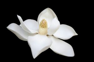 featured-image