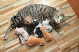 featured-image