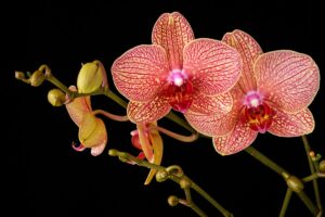 featured-image