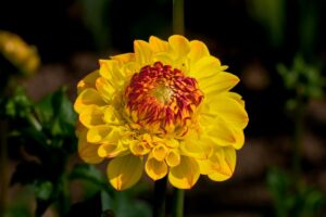 featured-image