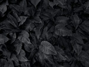 featured-image