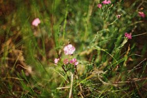 featured-image
