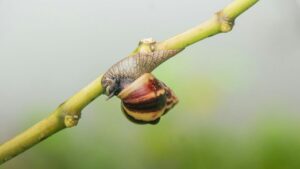 featured-image