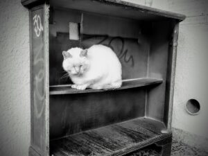 featured-image