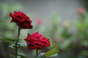 featured-image