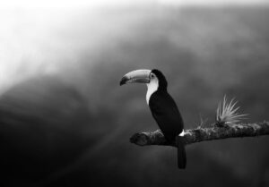 featured-image