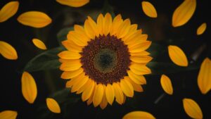 featured-image