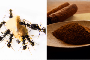featured-image