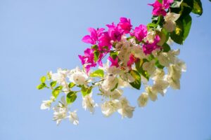 featured-image