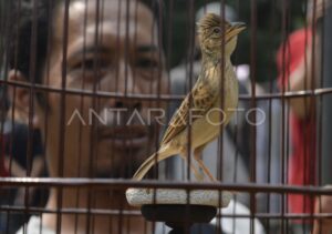 featured-image