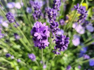 featured-image
