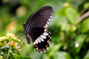featured-image